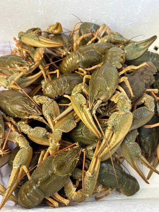 Продам раки живі та варені .