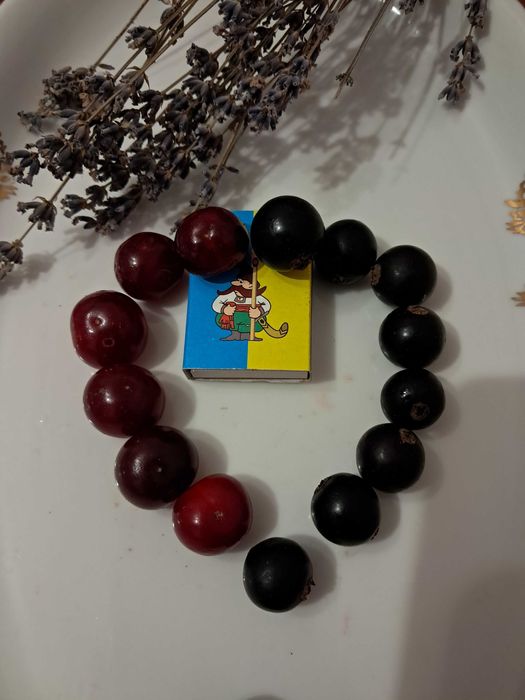 Продам саджанці сортової чорної смородини з великими ароматними ягодам