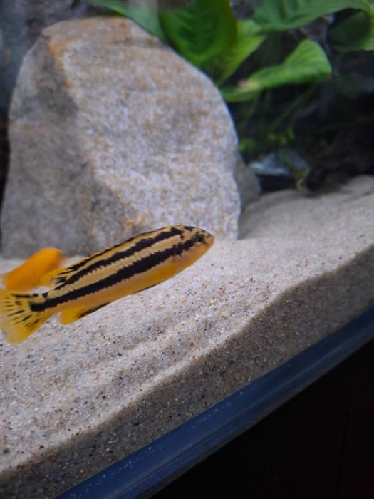 Pyszczak  melanochromis chipokae