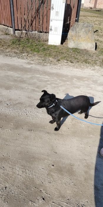 Oddam pieska w dobre ręce