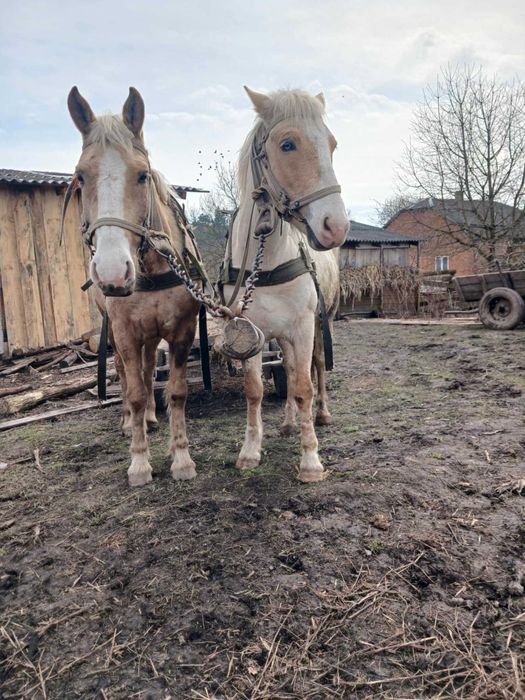 Продам коні  деталі за телефоном.