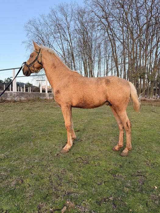 Cavalo palomino 4 anos