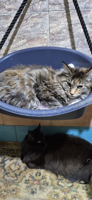 Кошенята Мейн кун