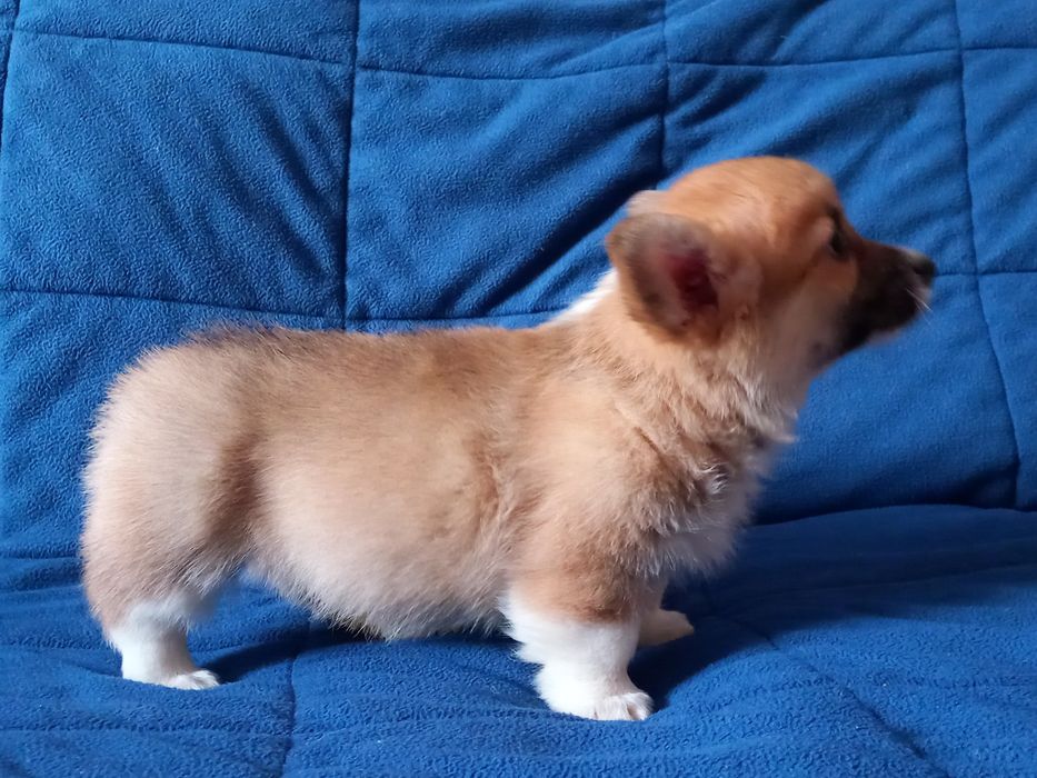 Дівчата коргі пемброк