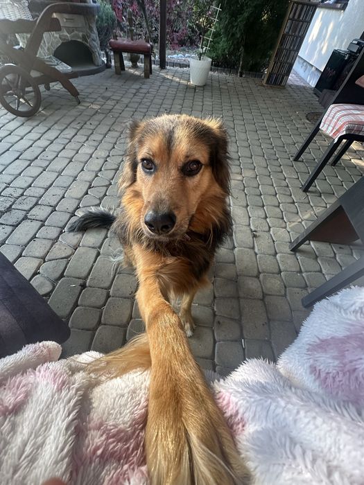 Oddam Niko w dobre ręce