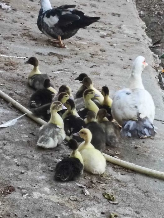 Patinhos mudos com 1 mês