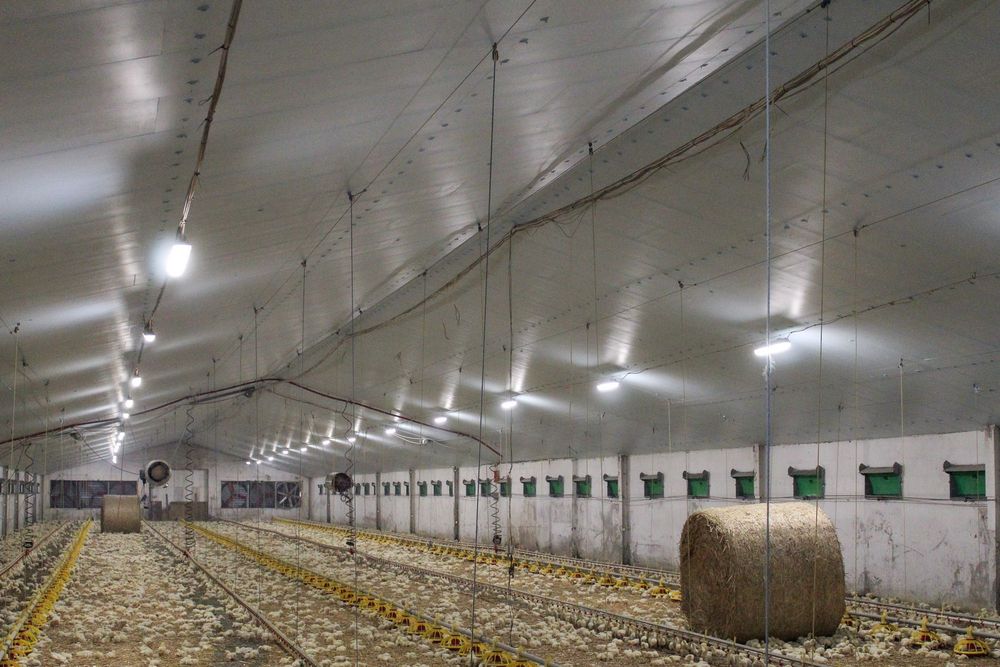 STYRODUR XPS AGRO Ocieplenie Izolacja Dachu Obory Kurnika Tuczarni Hal