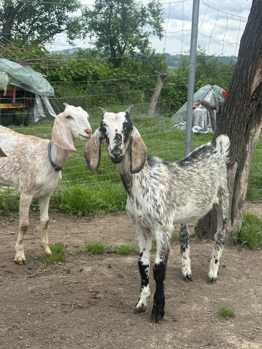 Sprzedam koziołki i kózki anglonubijskie