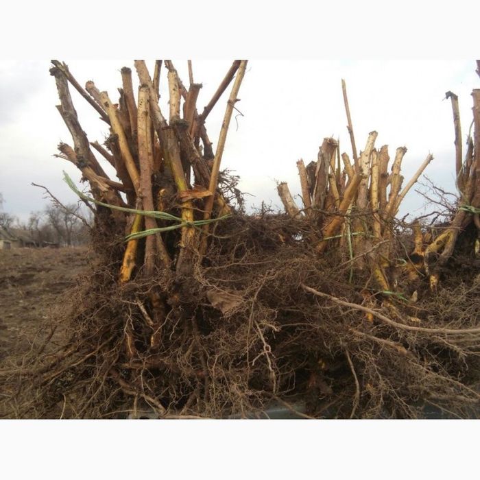 Саджанці малини,Глена і Каскада