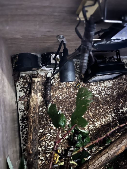 Straszyki nowogwinejskie