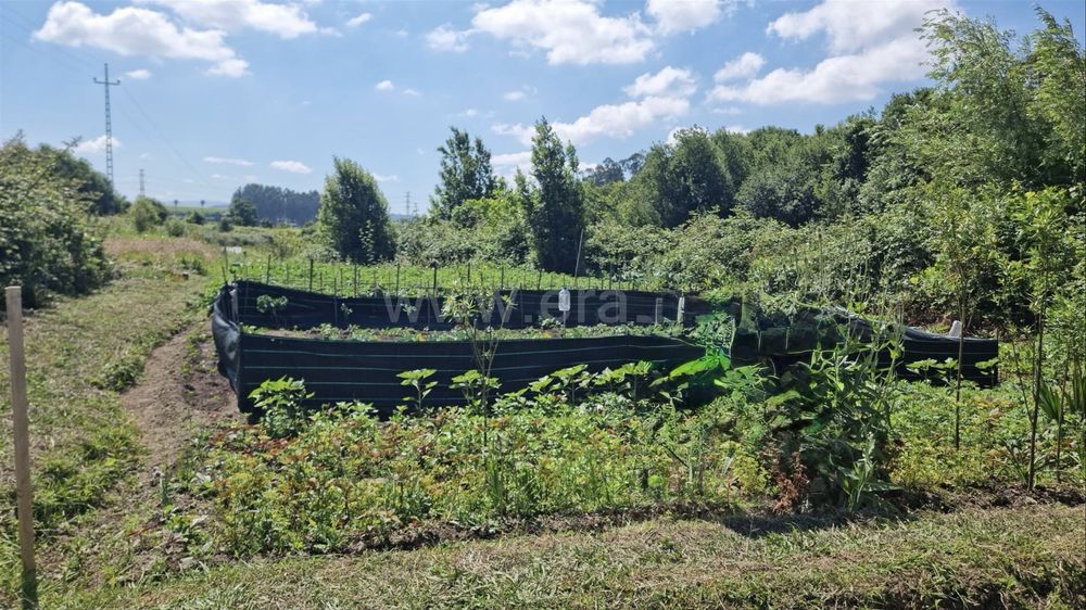2 Terrenos Agrícolas em Baltar – 304 m² – 15.000 €