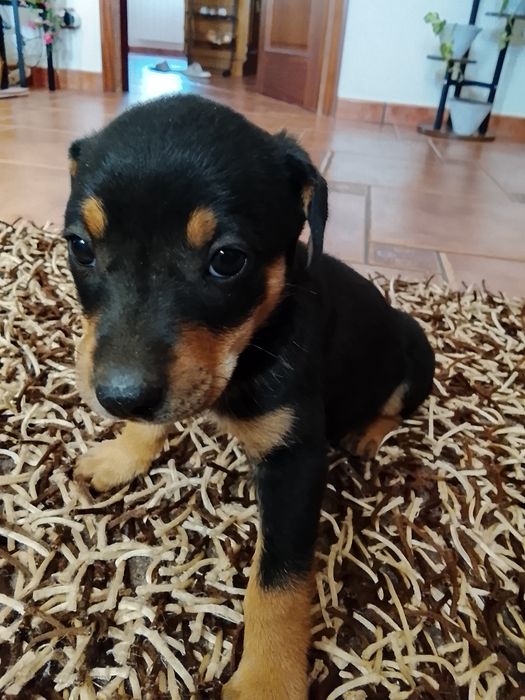 Cachorrinho macho para adoção