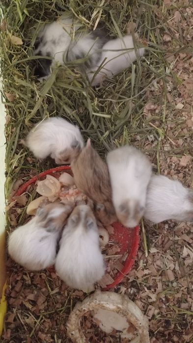 Королівські хом'яки,гризуни.