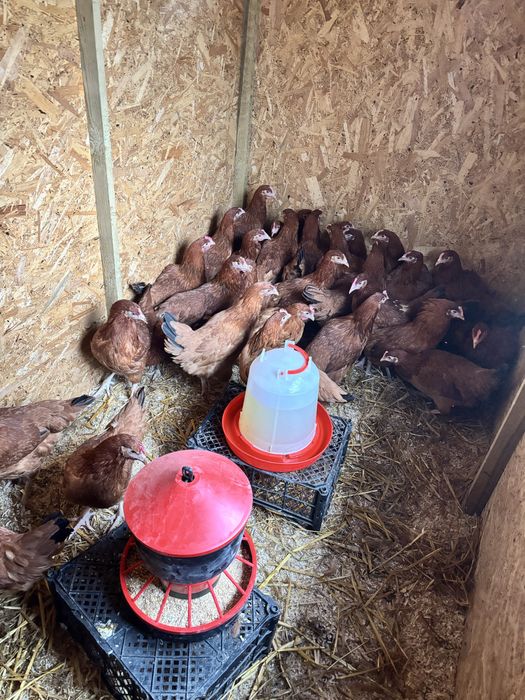 Kurki nioski rossa czerwona na czarnym ogonie