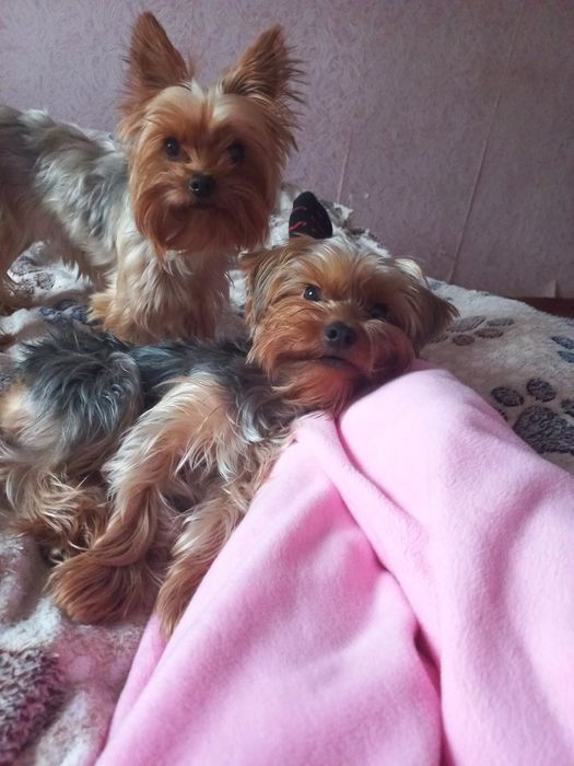 Бронь щенка йоркширский терьер