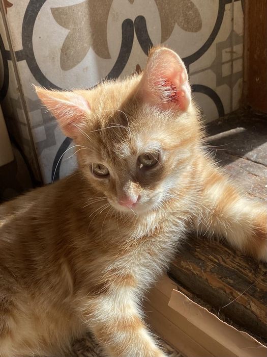 Мега ласкавий хлопчик з притулку