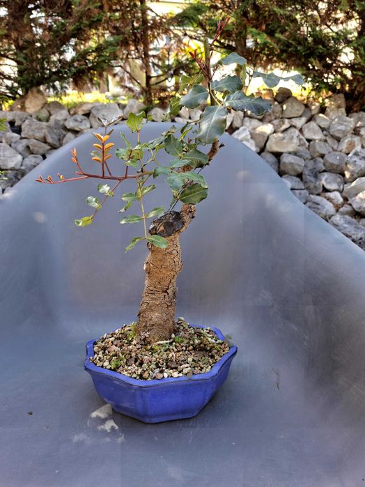 Bonsai Ceratonia Siliqua
