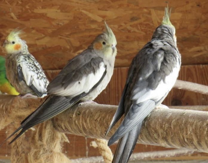 Papugi nimfy prosze czytac opis