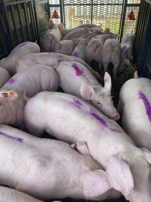 Поросята бекон генетика pic