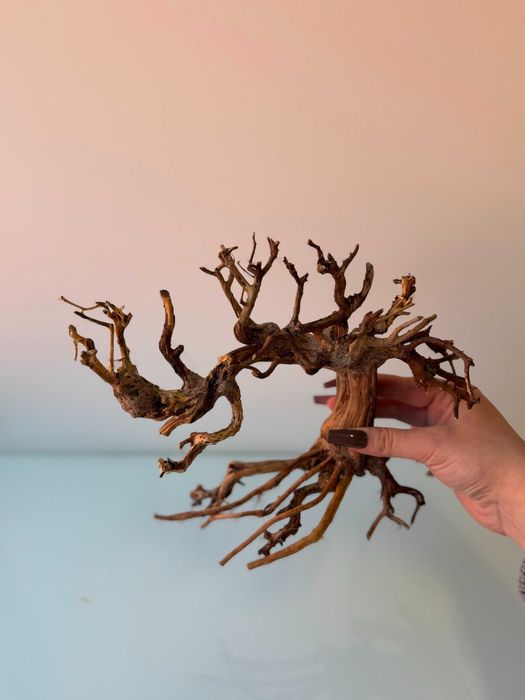 Szybko tonące drzewko bonsai