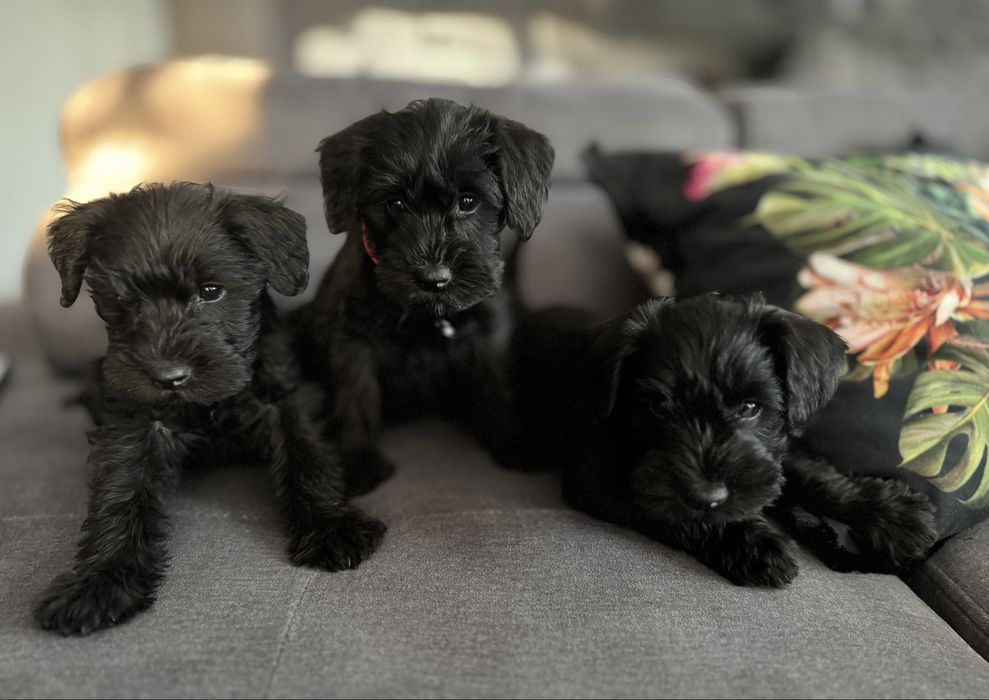 Czarny sznaucer miniatura miniaturowy szczenię rodowód woj. łodzkie