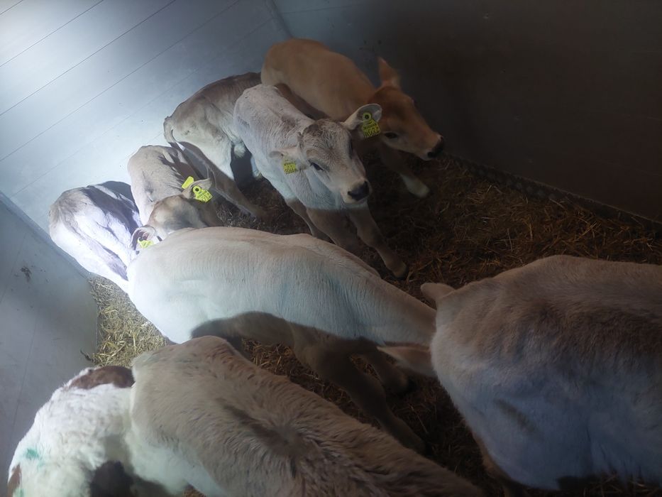 Cielaki mięsne Unisław i okolice