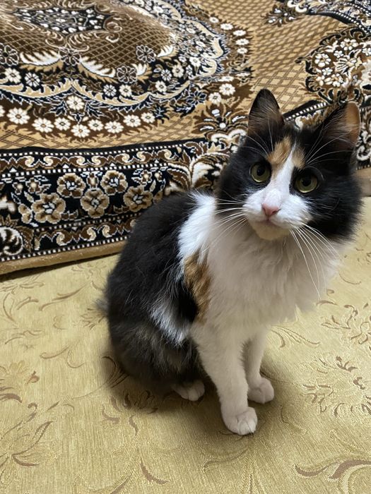 Трех цветная кошка ( калико), НУЖДаЕТСЯ в заботливих руках, охотница