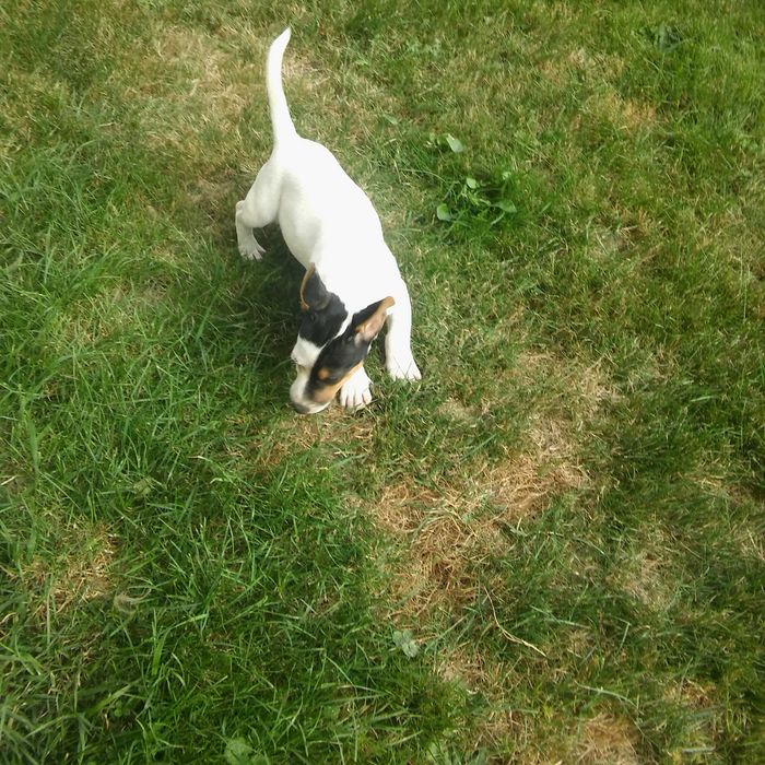 Jack Russell Terrier sunia