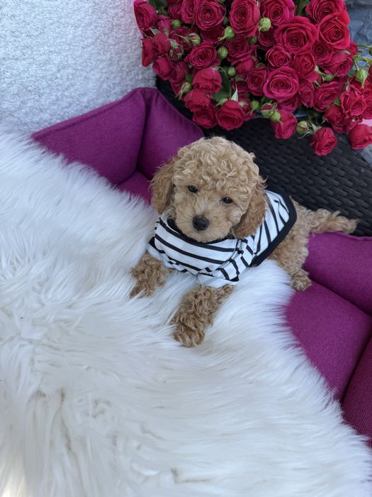 Маленькі милі мальтипу