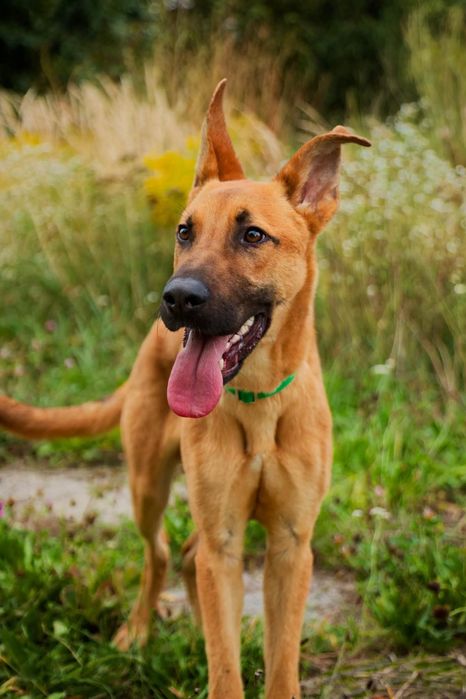 Uroczy roczny Scooby-adoptuj