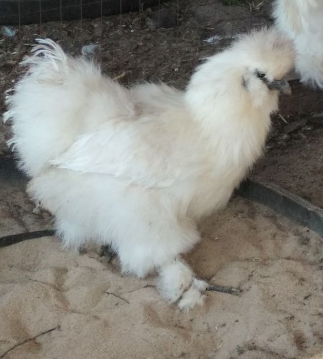 Китайська шовкова