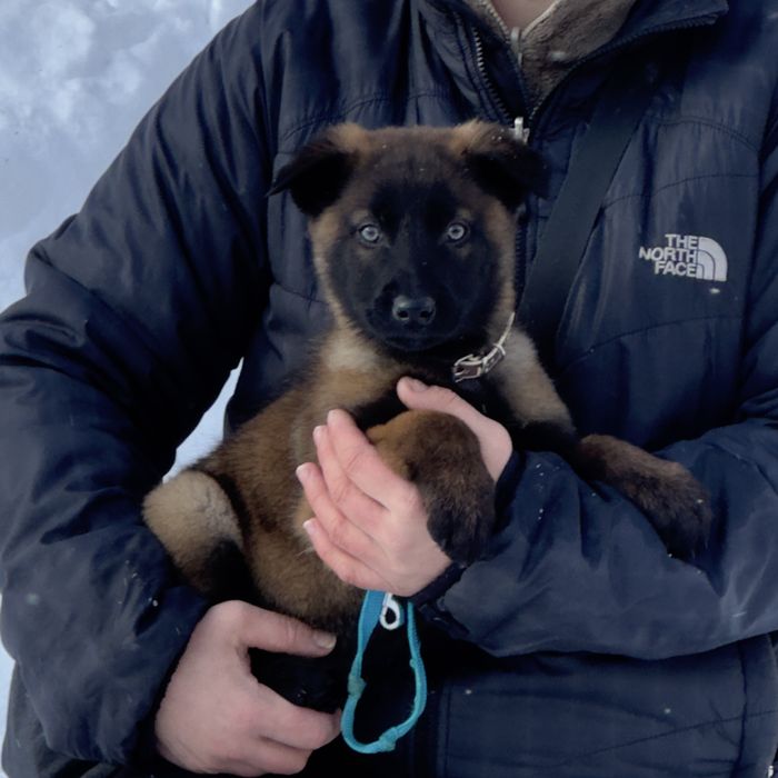 Дівчатка малінуа | Бельгійська вівчарка | охорона | друг