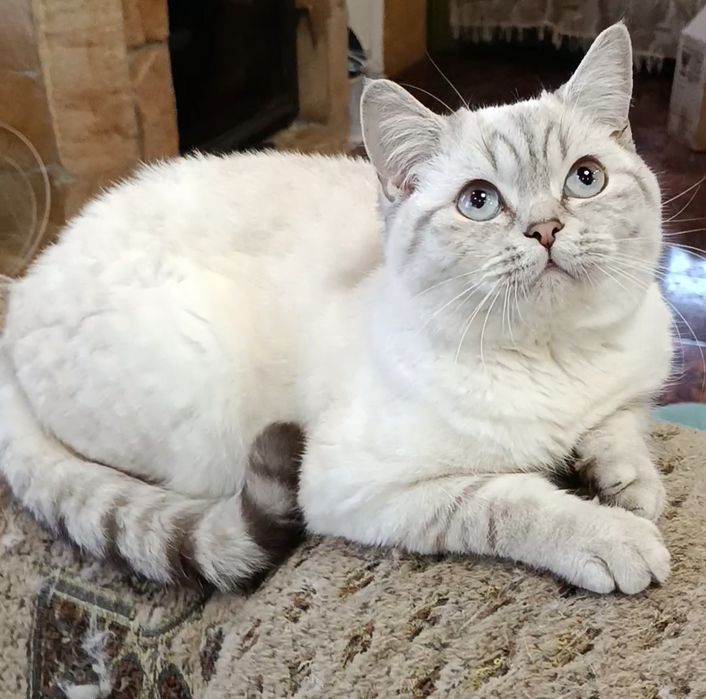 Мальчик шиншилла поинт