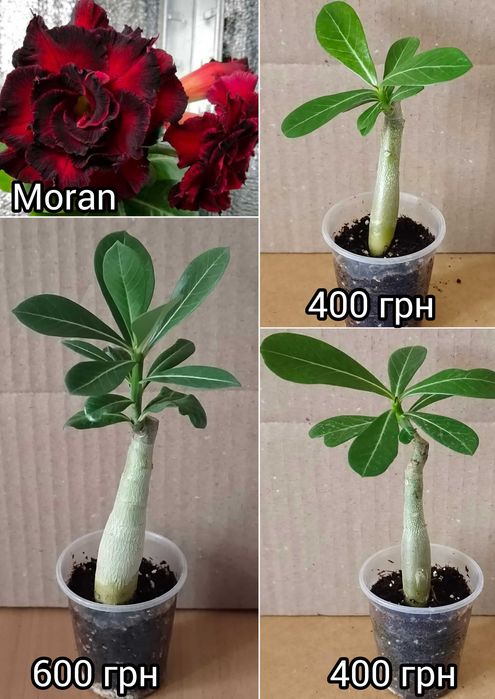 Адениум привитый Love in а fallen city