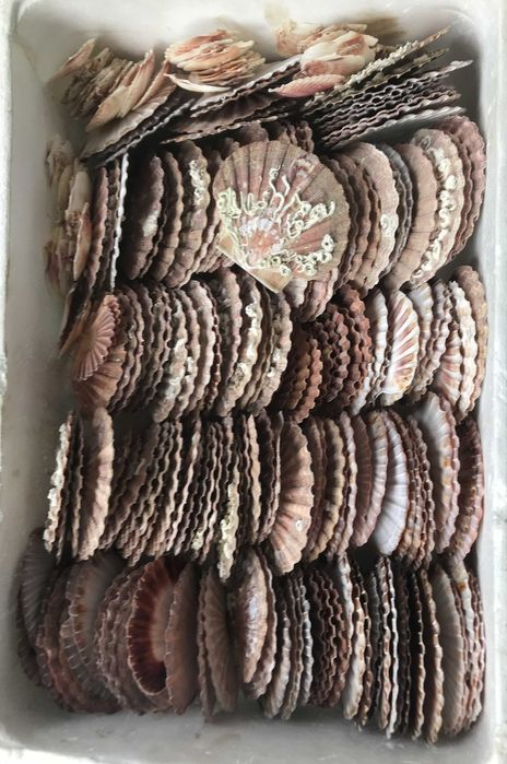 Conchas de Vieiras com Tampa