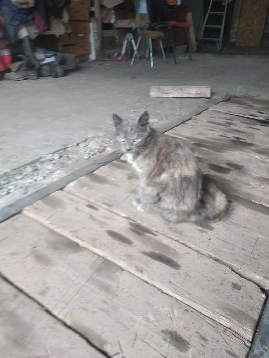 продам кошку крысолова