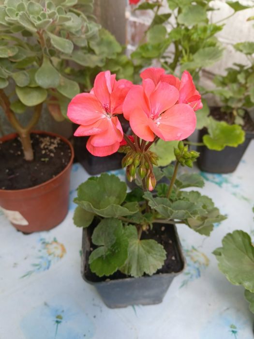Продам пеларгонії
