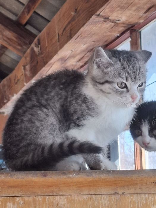 Віддам в добрі руки кошеня