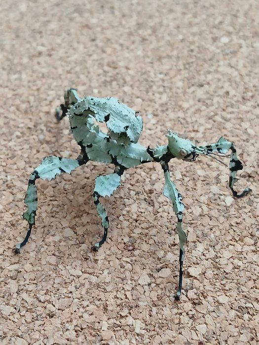 Straszyk australijski Lichen morph