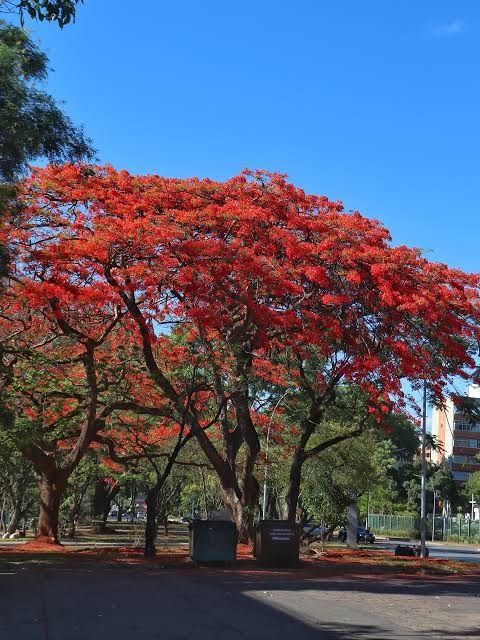 Sementes acacia vermelha