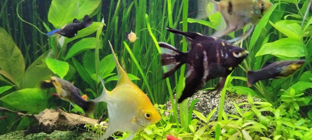 Młode skalary sprzedam