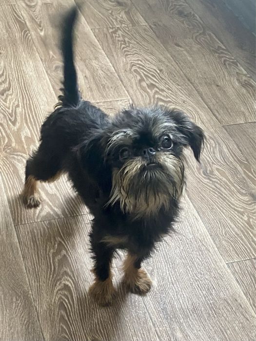 Гриффон бельгійський