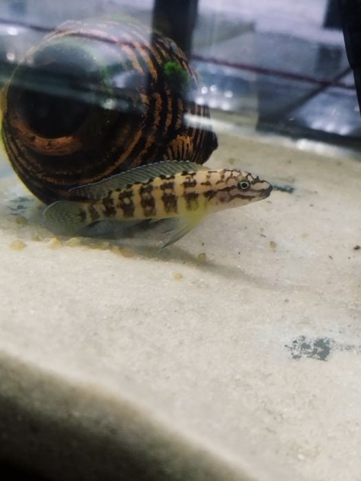 Julidochromis marliera dorosłe para tanganika