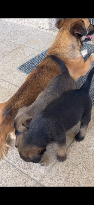 Cadelinhas para adoção