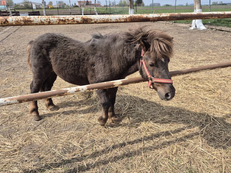 Sprzedam kuca szetlanda ogierek
