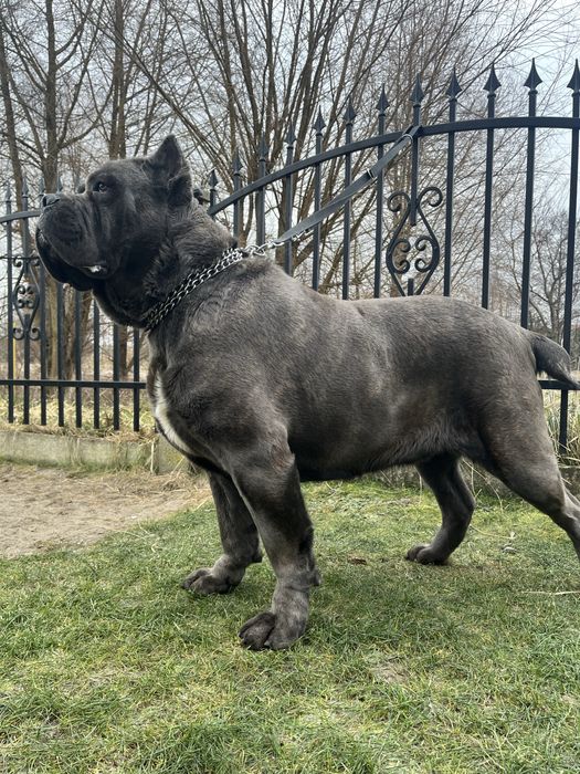 Cane Corso Italiano ,  hodowla Corso Dragon