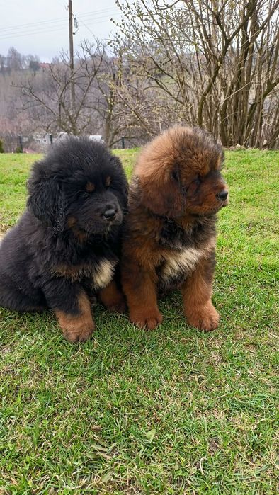 Mastif Tybetański- piesek. Rezerwacja