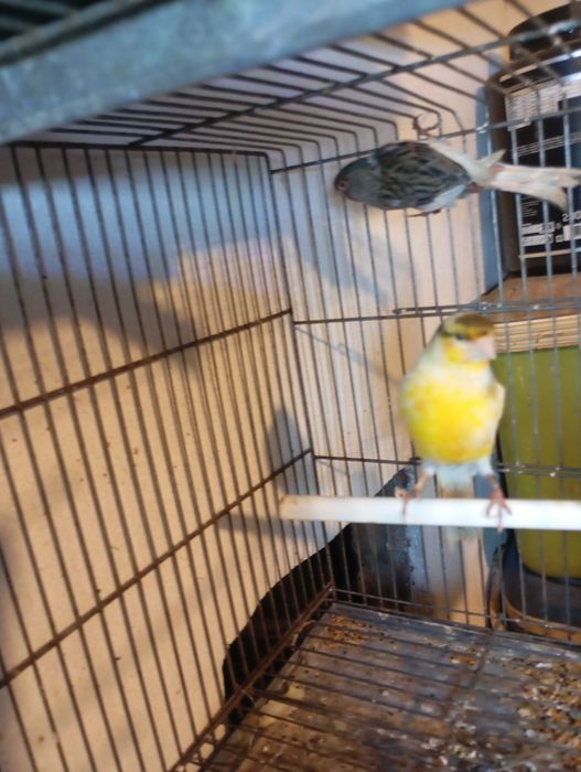 Vendo 11 casais de  canário