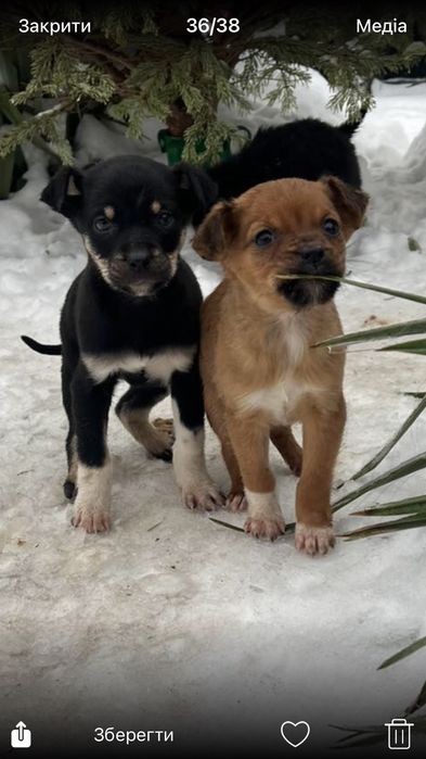 Цуценятка у хороші руки