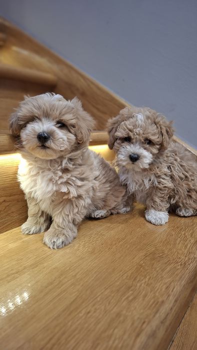 Maltipoo z rodowodem